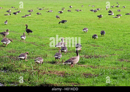 Graugans (Anser anser), Graugänse in einem Sumpf Wiese, Deutschland, Nordrhein-Westfalen Stockfoto