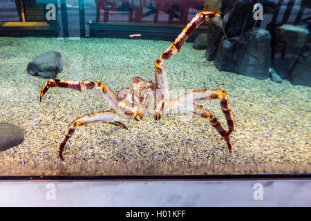 King Crab, rote Königskrabben, Alaskan king crab, Alaskan king Stone Crab (Japanische Krabben, Kamtschatka Krabbe Krabbe), Russisch (Paralithodes camtschaticus), die in einem Aquarium, Vorderansicht Stockfoto