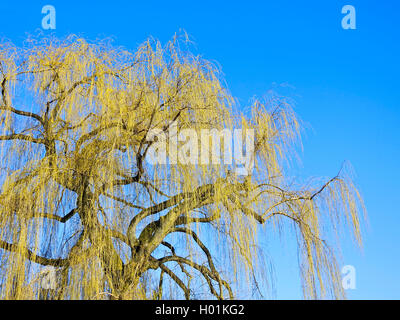 Goldene Trauerweide (Salix X spulcralis 'Chrysocoma', Salix X chrysocoma, Salix Chrysocoma), im Frühjahr, Deutschland Stockfoto
