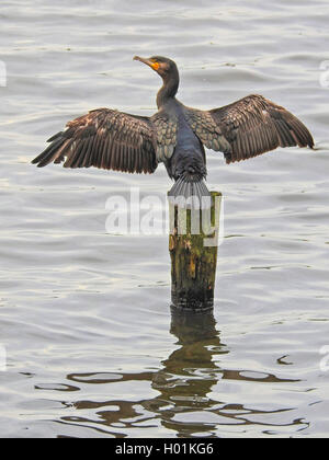 Kormoran (Phalacrocorax carbo), sitzen auf einem hölzernen Säule und Trocknen ihre Flügel, Deutschland Stockfoto