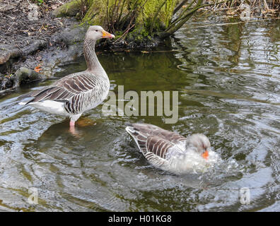 Graugans (Anser anser), baden Graugans Paar, Deutschland Stockfoto