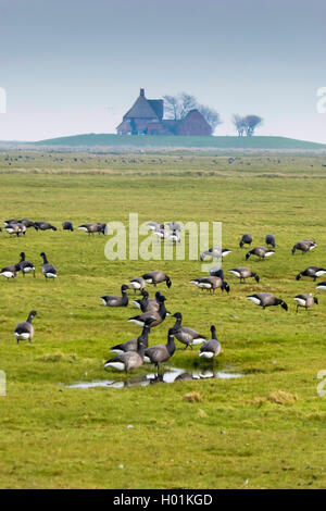 Ringelgans (Branta bernicla), Brent Gänse auf der Hallig Hooge, Deutschland, Schleswig-Holstein, Hallig Hooge Stockfoto