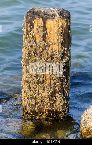 Common periwinkle, gemeinsame Winkle, essbare Winkle (Littorina Millionenstadt), Strandschnecken und seepocken an einer hölzernen Säule im Meer, Deutschland, Schleswig-Holstein, Hallig Hooge Stockfoto