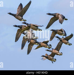 Ringelgans (Branta bernicla), Ringelgänse, Seitenansicht, Deutschland, Schleswig-Holstein, Friesland, Hallig Hooge Stockfoto