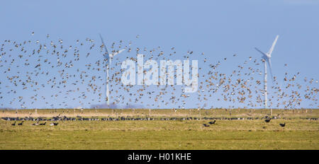 Europäische Goldregenpfeifer (Pluvialis apricaria), das Fliegen Herde vor Wind Räder, Deutschland, Schleswig-Holstein, Friesland, Hallig Hooge Stockfoto