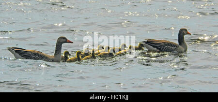 Graugans (Anser anser), Schwimmen, Familie der Gänse Graugänse mit Gans Küken, Deutschland Stockfoto