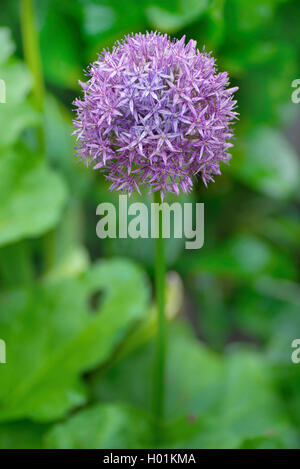 Zierpflanzen Zwiebel (Allium spec.), Blütenstand, Deutschland, Bayern Stockfoto