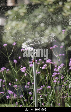 Garten Sprinkler, Bewässerung, London Park, Sommer, Schlauch, HDWN-Anlage, Bewässerung, Rasen, Bewässerung Sprinkler, Wasser Stockfoto