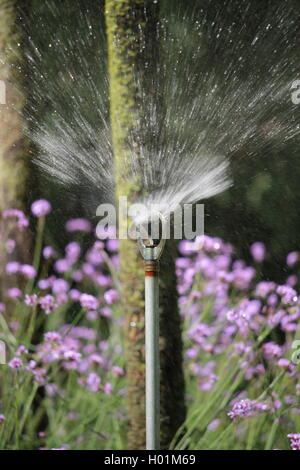 Garten Sprinkler, Bewässerung, London Park, Sommer, Schlauch, HDWN-Anlage, Bewässerung, Rasen, Bewässerung Sprinkler, Wasser Stockfoto