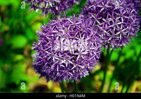 Purple Sensation Allium Blumen Closeup im Garten Stockfoto