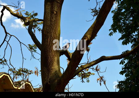 Rabe saß auf einem Baum in einer großen Stadt Stockfoto