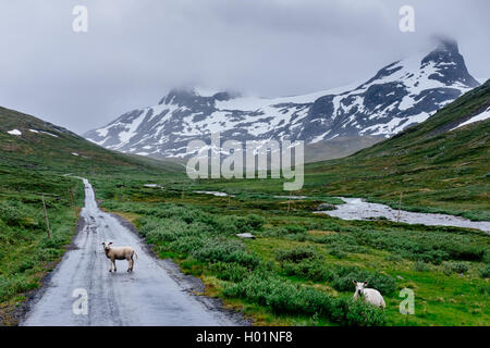 Leirvassbu Jotunheimen Nationalpark, Oppland, Norwegen Stockfoto