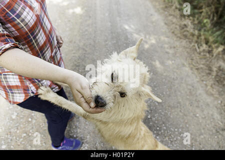 Hund Essen aus der hand glücklich Tier Säugetier-detail Stockfoto