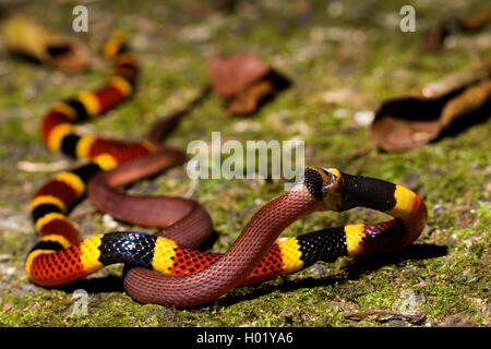 Costa Rica Coral Snake (Micrurus mosquitensis), Feeds eine andere Schlange, Costa Rica Stockfoto