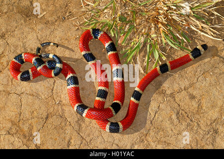 Schwarz-Banded Coral snake, Zentralamerikanische Korallenschlange (Micrurus nigrocinctus), auf dem Boden, Costa Rica Stockfoto