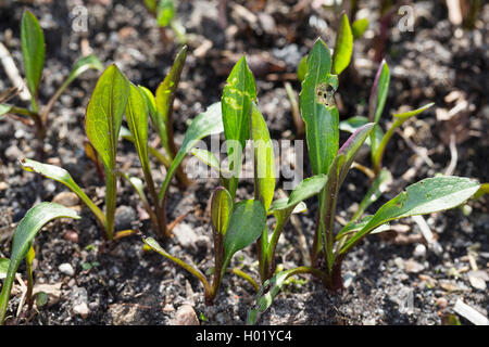 Mehrjährig Ehrlichkeit (Lunaria rediviva), Junge Blätter, Deutschland Stockfoto