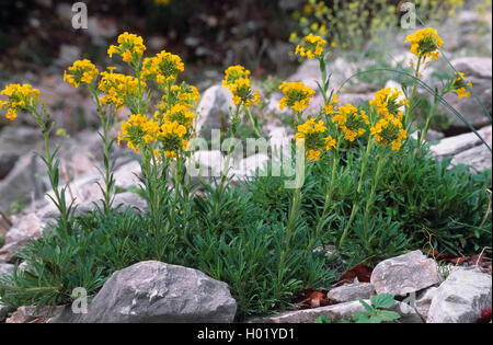 Griechisch (Alyssoides utriculata bladderpod, Alyssum Alyssoides graecum, graeca, Alyssum utriculatum), blühende Stockfoto