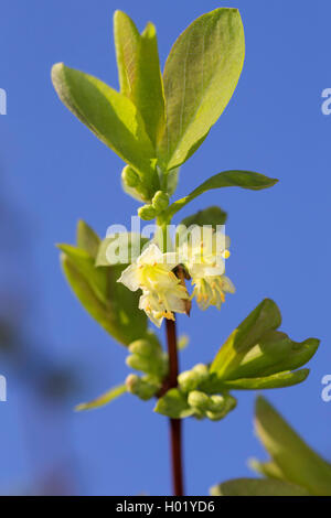 Blau - tragende Geißblatt, Sweetberry Geißblatt (Lonicera caerulea), blühende, Deutschland Stockfoto