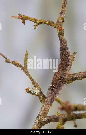 Lappet (Gastropacha quercifolia, Phalaena hibernating quercifolia), Caterpillar, Deutschland Stockfoto