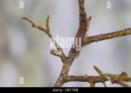 Lappet (Gastropacha quercifolia, Phalaena hibernating quercifolia), Caterpillar, Deutschland Stockfoto