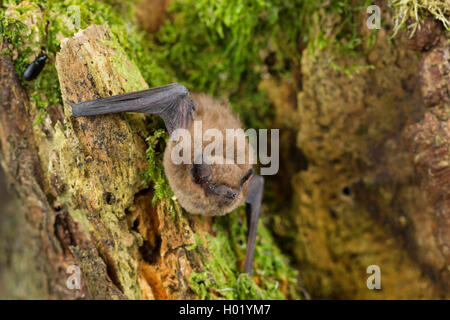 Common pipistrelle (Pipistrellus pipistrellus), an einem Baum, Deutschland Stockfoto