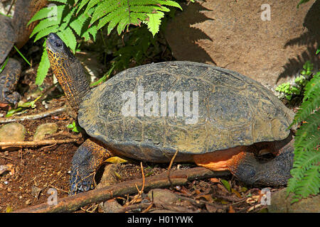 Schwarz Holz Schildkröte (Rhinoclemmys funerea), auf dem Boden, Costa Rica Stockfoto