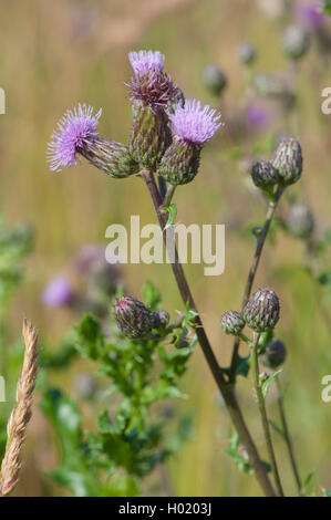 Kanada Distel, schleichende Distel (Cirsium Arvense), blühen, Deutschland Stockfoto