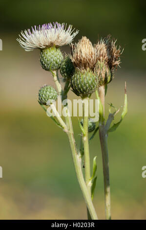 Tuberöse Thistle (Cirsium tuberosum), blühende, Deutschland Stockfoto