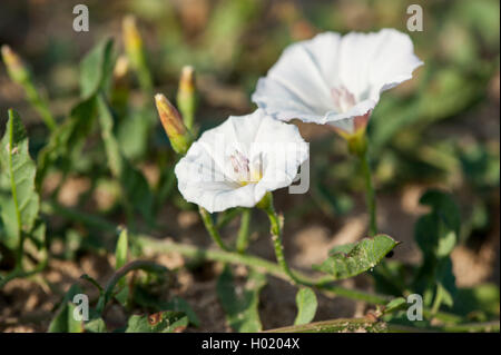 Feld Ackerwinde, Feld-Winde, kleine Ackerwinde (Convolvulus Arvensis), blühen, Deutschland Stockfoto