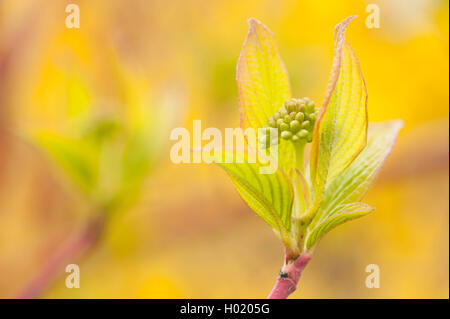 Sibirische Hartriegel (Cornus alba ibirica', Cornus alba Pumila), blütenstand in der Knospe Stockfoto