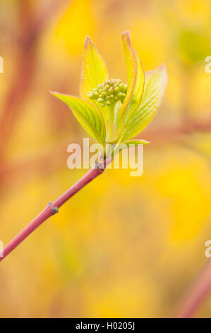 Sibirische Hartriegel (Cornus alba ibirica', Cornus alba Pumila), blütenstand in der Knospe Stockfoto