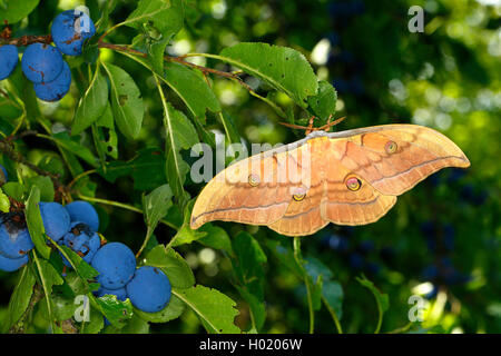 Japanese Silk Moth, Japanische Eiche silkmoth (Antheraea yamamai), Weibliche, Österreich Stockfoto