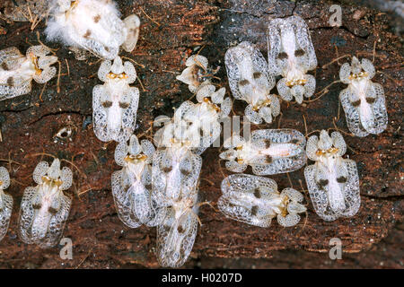 Sycamore spitzen Bug (Corythucha ciliata), mehrere Sycamore spitze Bugs auf einem Baumstamm, Österreich Stockfoto