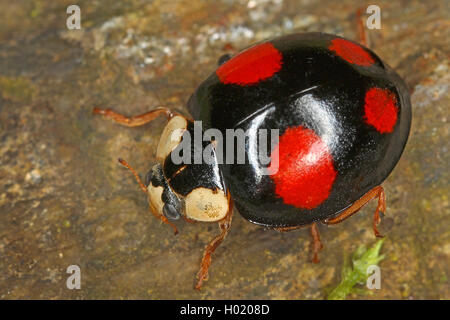 Mehrfarbige asiatische Käfer (Harmonia axyridis), sitzt auf einem Stein, Österreich Stockfoto