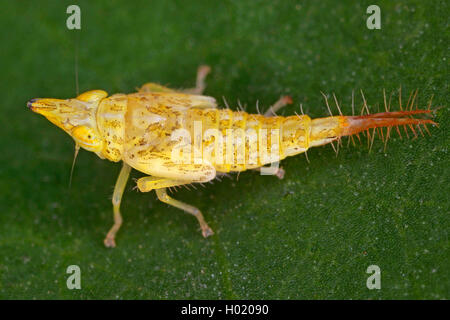 Japanischer Ahorn Leafhopper (Japananus hyalinus), Nymphe, Österreich Stockfoto