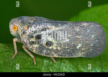 Citrus flatid planthopper Metcalfa pruinosa (), sitzt auf einem Blatt, Österreich Stockfoto