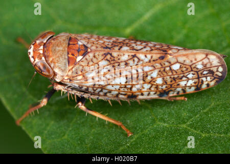 Japanische leafhopper, Mosaik leafhopper (Orientus ishidae), Weibliche, Österreich Stockfoto