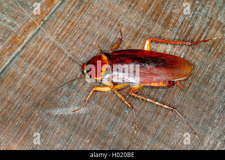 Amerikanische Schabe (Periplaneta americana), auf Holz, Österreich Stockfoto