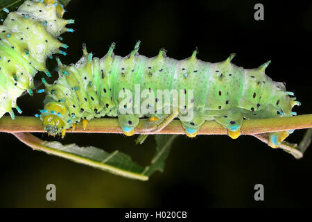 Cynthia silkmoth, ailanthus Silkworm (Philosamia Cynthia, Samia Cynthia, Platysamia Cynthia), Caterpillar auf einem Zweig, Österreich Stockfoto