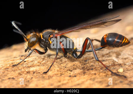 Schlamm Dauber, Schlamm, Digger wasp Wasp (Sceliphron curvatum, Pelopoeus curvatus), auf dem Boden, Österreich Stockfoto