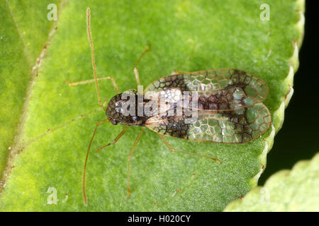 Andromeda spitzen Bug (Stephanitis takeyai), sitzt auf einem Blatt, Österreich Stockfoto