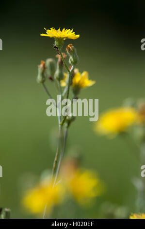 Glatte Hawk-Bart, Europäischen hawksbeard (Crepis capillaris), blühende, Deutschland Stockfoto