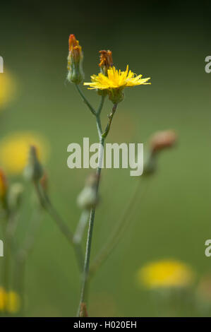 Glatte Hawk-Bart, Europäischen hawksbeard (Crepis capillaris), blühende, Deutschland Stockfoto