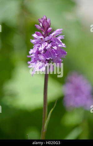 Heide getupft Orchidee (Dactylorhiza maculata Dactylorhiza maculata, ssp. Maculata), Blütenstand, Österreich Stockfoto