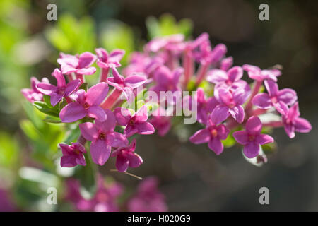 Kranz, Blume, Rose Daphne (Daphne Cneorum), blühen, Deutschland Stockfoto