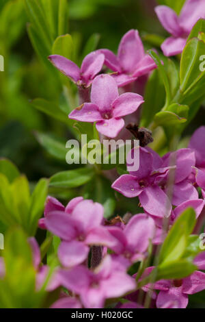 Girlande Blume, Rose Daphne (Daphne cneorum), Blumen, Deutschland Stockfoto