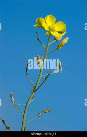 Wand Rakete, ewige Wand - Rakete, Schleim-Blatt wallrocket (diplotaxis Tenuifolia), Blütenstand, Deutschland Stockfoto