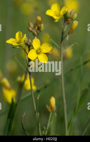 Wand Rakete, ewige Wand - Rakete, Schleim-Blatt wallrocket (diplotaxis Tenuifolia), Blumen, Deutschland Stockfoto