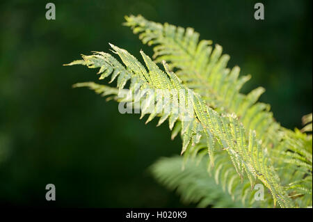 Goldener Schild Farn, Schuppigen männlicher Farn (Dryopteris affinis), Wedel im Gegenlicht, Deutschland Stockfoto