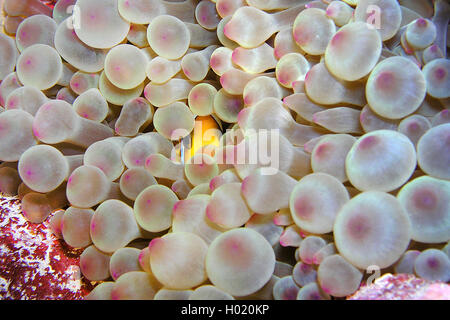 Zwei Bändern Anemonenfischen, twoband Anemonenfischen, Rote Meer Anemonenfischen, Twobar Anemonenfisch (Amphiprion bicinctus), zwischen den Tentakeln einer Anemone, Ägypten, Rotes Meer Stockfoto